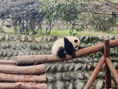 -中国大熊猫保护研究中心雅安碧峰峡基地