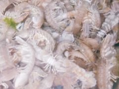 -宾朋海鲜特色美食餐厅·纯手工鲅鱼水饺(兴海路店)