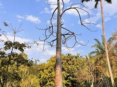 -中国科学院西双版纳热带植物园