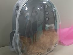 -北京观赏动物医院·24小时大型综合·猫专科·异宠专科