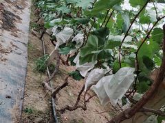 -马陆小张葡萄园农家乐