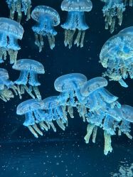 -Zoolung Zoolung动物主题公园(海信广场店)