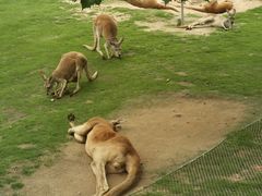 -西霞口神雕山野生动物世界