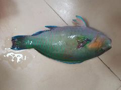 -特种渔场
