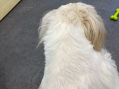 -有喵·猫咖·狗咖·30几只猫10只小狗(岗厦店)