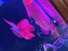 -荣记潮汕牛肉火锅(仙鹤街店)