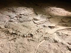 -世界恐龙谷景区