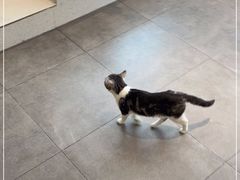 -飞行喵MR PILOT|猫舍·猫咖(静安大融城店)