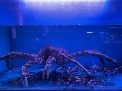 -月下料理(楷林IFC店)