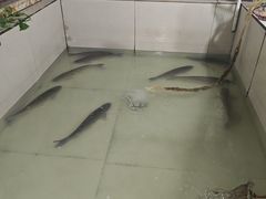 -峡山鱼馆(安丘健康路店)