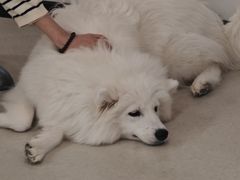 -共舞时光猫咖·狗咖(新街口店)