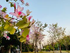 -深圳人才公园