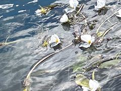 -泸沽湖国家级风景名胜区走婚桥