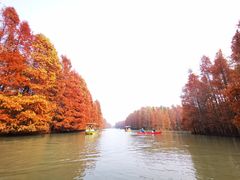 -上海海湾国家森林公园