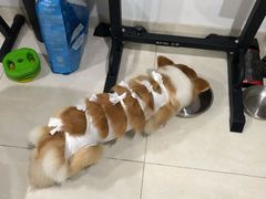 -创凡宠物医院·骨专科  猫科中心(西乡分院)