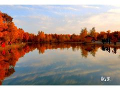-金塔沙漠胡杨林景区