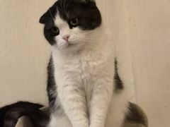 -猫小院猫主题餐厅(南锣旗舰店)