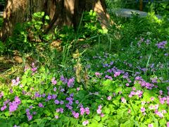 -国家植物园南园