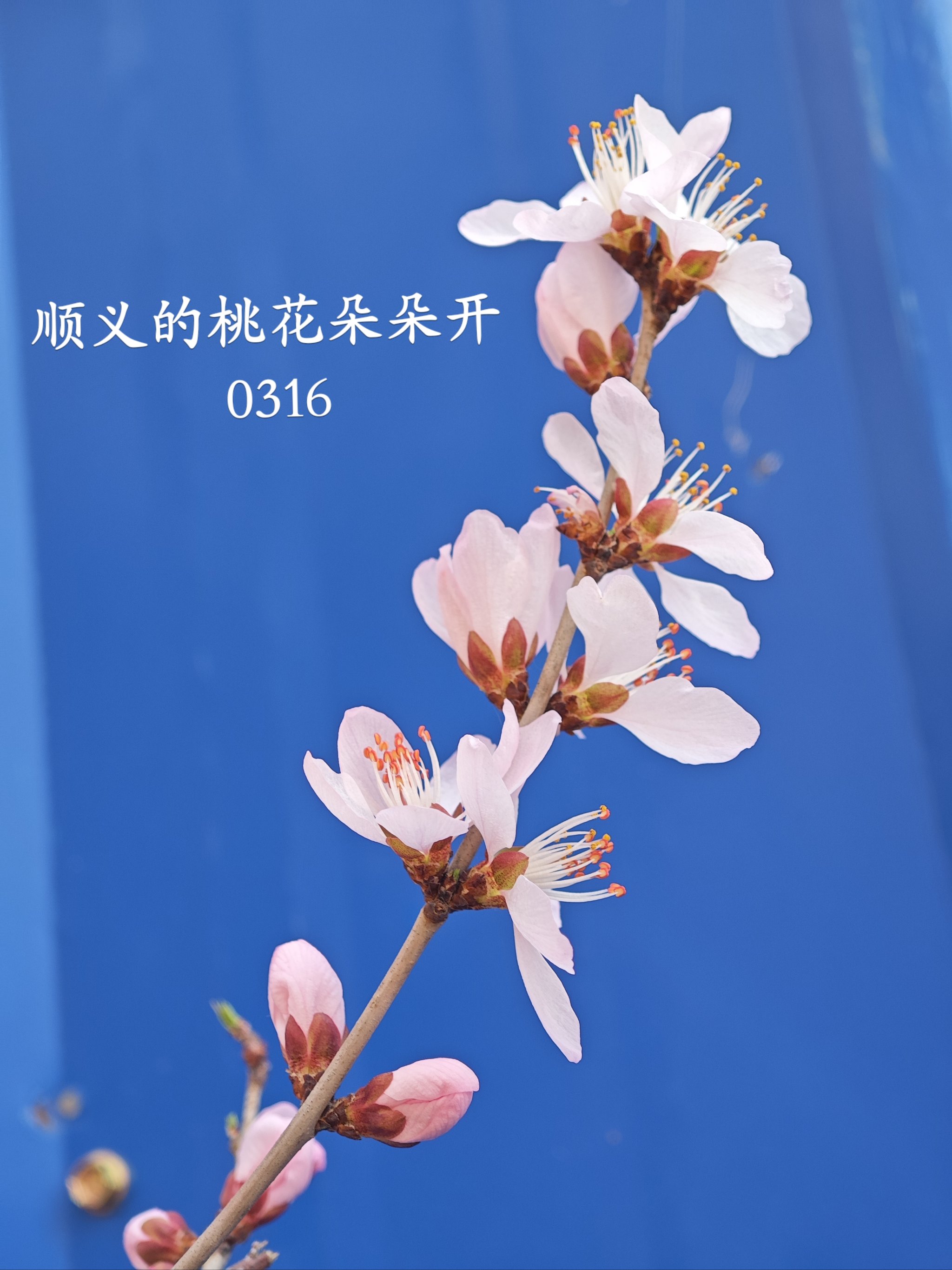 北京顺义赏花图片