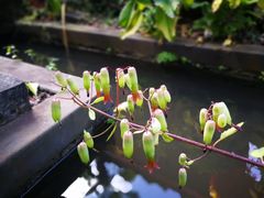 -侯臣咖啡文化村