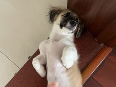 -艾贝尔宠物医院 ·内科全科(梁溪路店)