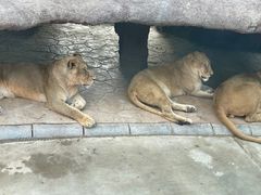 -北京野生动物园