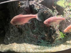 -暹罗海洋世界