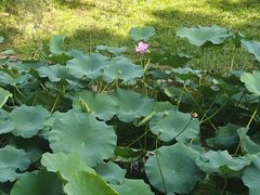 -长白岛森林公园