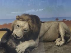 -国家自然博物馆