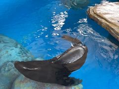 -海合安武汉极地海洋公园
