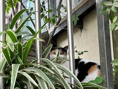 -陈有良尖椒鸡(江津总店)