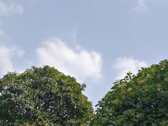 -青枫公园