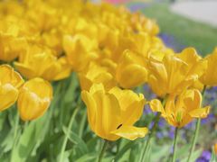 -石家庄市植物园