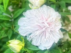 -洛阳市隋唐城遗址植物园