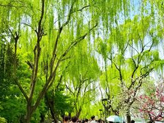 -西湖游船