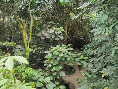-南山植物园