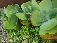 -木王宴语·野生鲜菌火锅(玉河店)