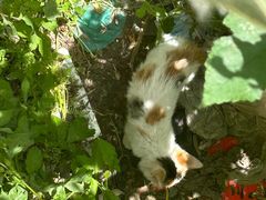 -爱侣宠医·鹦鹉专科·小型哺乳类·异宠专科(灵石路店)