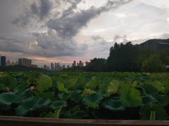 -月湖风景区