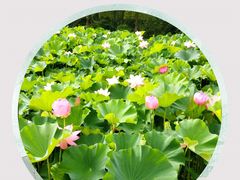 -荆川公园