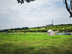 -紫颐香薰山谷景区