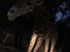 -清迈夜间动物园