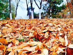 -永定河休闲森林公园