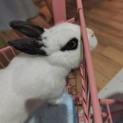 -Moni星球萌宠·小马宝莉·灵蛇·高端高阶全萌宠互动体验俱乐部(红豆国际广场店)