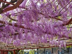 -嘉定紫藤园