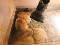 -more than meow吴止猫主题餐厅(承德 中船汇店)