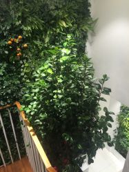 -悦诗风吟innisfree