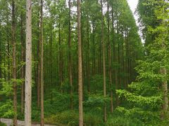 -黄海国家森林公园