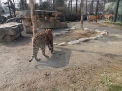 -上海野生动物园老虎餐厅