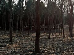 -东升八家郊野公园